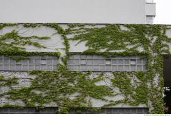 Photo Textures of Ivy